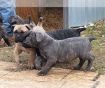 Small #5 Cane Corso