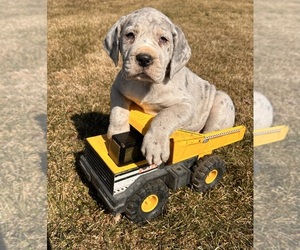 Great Dane Puppy for sale in MIDDLEBURY, IN, USA