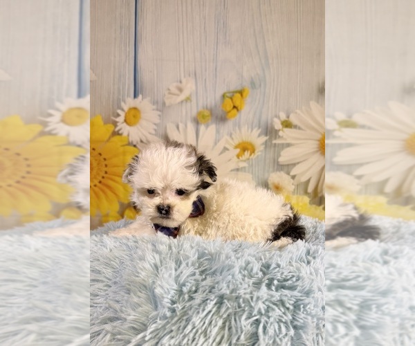 Medium Photo #3 ShihPoo Puppy For Sale in RIPLEY, MS, USA