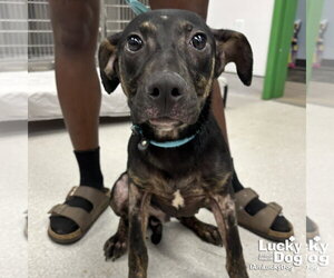 Labrador Retriever-Unknown Mix Dogs for adoption in Washington, DC, USA