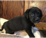 Small Photo #7 Great Pyredane Puppy For Sale in SHAWNEE, OK, USA