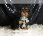 Small #5 Cavalier King Charles Spaniel