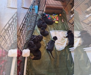 German Shepherd Dog Puppy for sale in GREENSBORO, NC, USA
