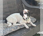 Small #9 Basset Hound Mix