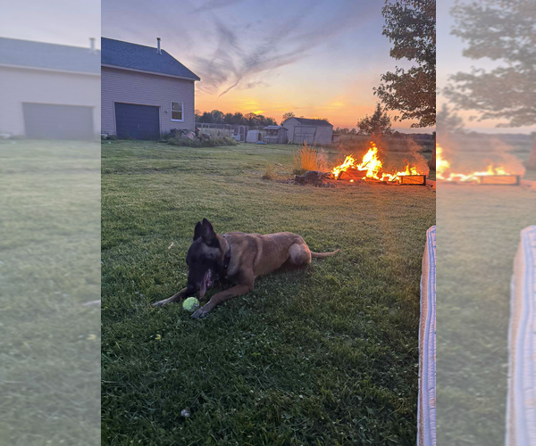 Medium Photo #7 Mutt Puppy For Sale in Imlay City, MI, USA