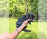 Small Photo #19 Golden Mountain Doodle  Puppy For Sale in BROKEN ARROW, OK, USA