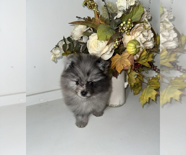 Medium Photo #4 Pomeranian Puppy For Sale in BAKERSFIELD, CA, USA