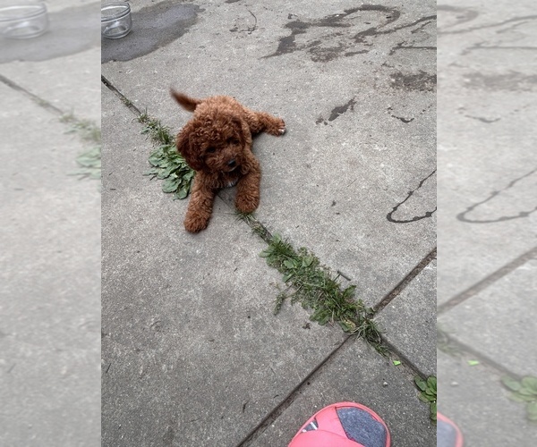 Medium Photo #4 Cavapoo (Miniature) Puppy For Sale in BERKLEY, MI, USA