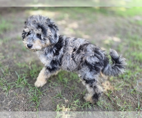 Medium Photo #1 Aussiedoodle Puppy For Sale in WILLS POINT, TX, USA