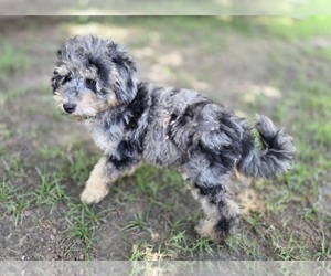 Aussiedoodle Puppy for sale in WILLS POINT, TX, USA