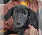 Small #1 Beagle Mix