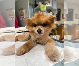 Pomeranian-Unknown Mix Dogs for adoption in San Antonio, TX, USA
