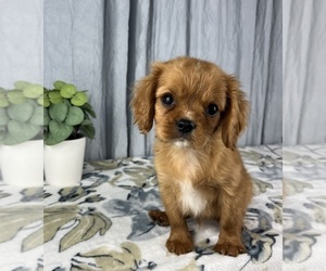 Cavalier King Charles Spaniel Puppy for sale in GREENWOOD, IN, USA