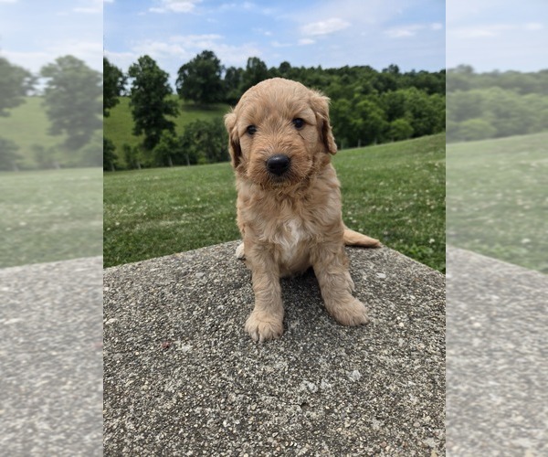 Medium Photo #1 Goldendoodle Puppy For Sale in WILLIAMSTOWN, KY, USA