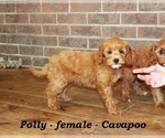 Small #3 Cavapoo