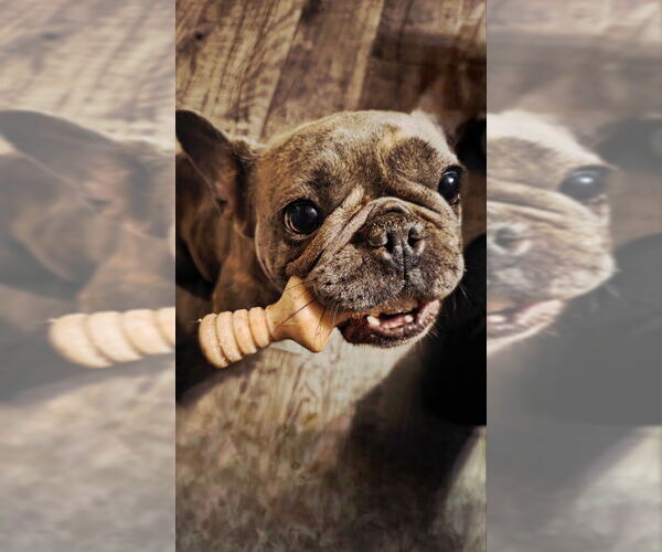 Medium Photo #2 French Bulldog Puppy For Sale in East Derry, NH, USA