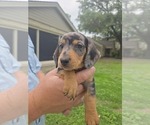 Small #1 Dachshund
