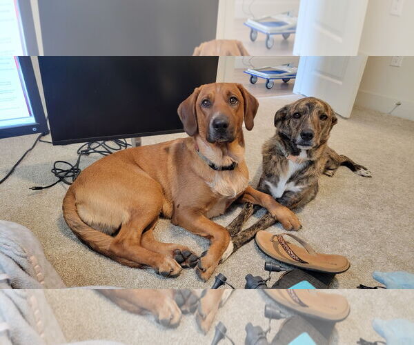 Medium Photo #3 Bloodhound-Red Heeler Mix Puppy For Sale in Chandler, AZ, USA