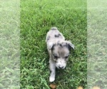 Small Photo #1 Australian Shepherd Puppy For Sale in SILVER CREEK, MS, USA