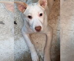 Small Photo #6 Basenji-Labrador Retriever Mix Puppy For Sale in Brewster, NY, USA