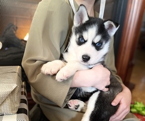 Siberian Husky Puppy for sale in FORT WAYNE, IN, USA