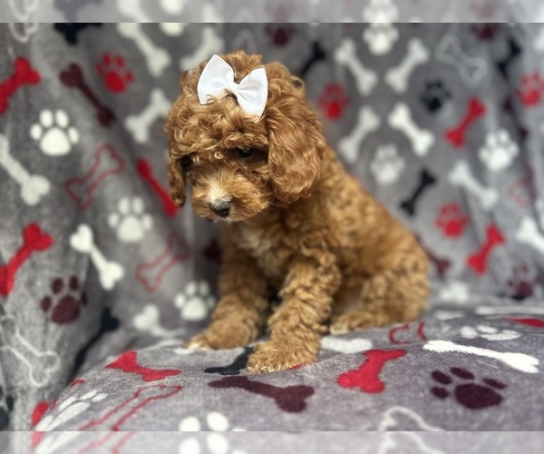 Medium Photo #5 Cavapoo Puppy For Sale in LAKELAND, FL, USA