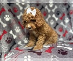 Small #4 Cavapoo