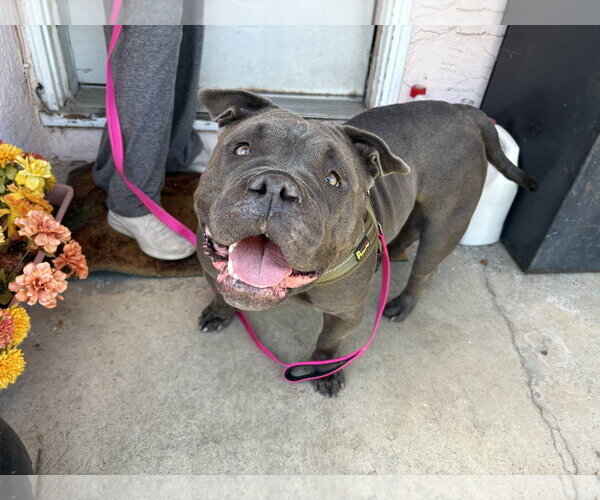 Medium Photo #2 Bulldog-Unknown Mix Puppy For Sale in Berkeley, CA, USA
