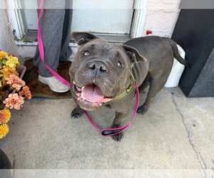 Abby - Female Bulldog-Unknown Mix Dog for Adoption - Photo #2