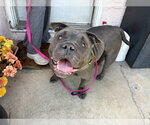 Small Photo #2 Bulldog-Unknown Mix Puppy For Sale in Berkeley, CA, USA