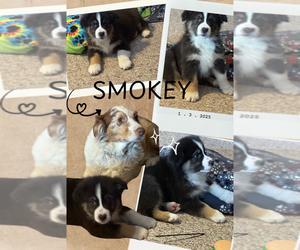 Australian Shepherd Puppy for sale in LAKEVILLE, IN, USA