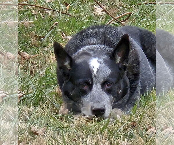 Medium Photo #2 Mutt Puppy For Sale in Garden City, NY, USA