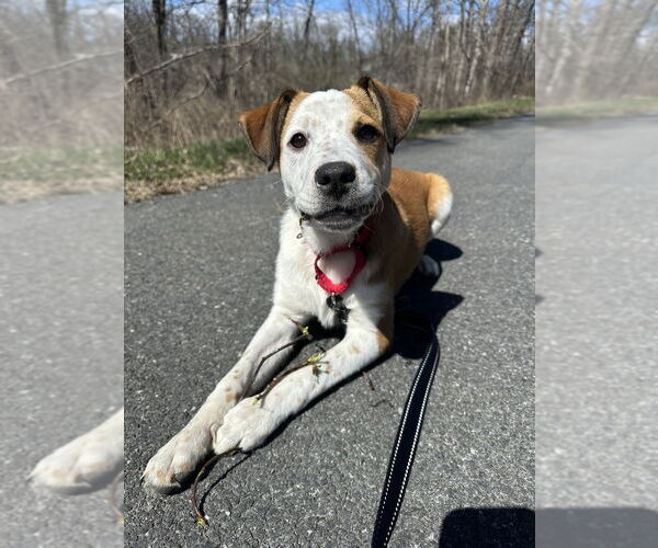Medium Photo #14 Australian Shepherd-Unknown Mix Puppy For Sale in Brewster, NY, USA