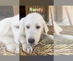 Small Photo #3 Great Pyrenees Puppy For Sale in COATESVILLE, PA, USA