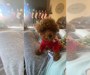 Poodle (Toy) Puppy for sale in CATHEYS VALLEY, CA, USA