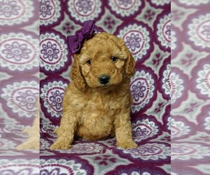 Goldendoodle-Poodle (Miniature) Mix Puppy for sale in KIRKWOOD, PA, USA