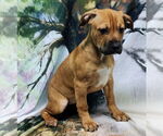 Small #2 American Pit Bull Terrier Mix
