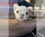 Small #1 French Bulldog