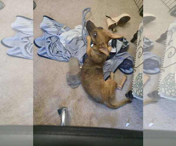 Medium Photo #3 Chihuahua-Unknown Mix Puppy For Sale in Virginia Beach, VA, USA