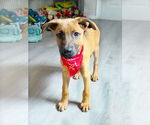 Small #2 German Shepherd Dog Mix