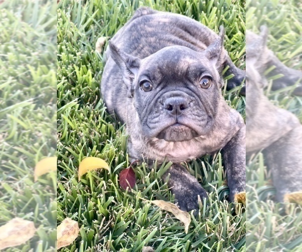 Medium Photo #110 French Bulldog Puppy For Sale in COLUMBUS, OH, USA