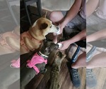 Small #5 Labrador Retriever Mix