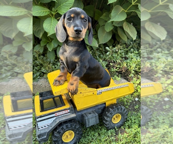 Medium Photo #5 Dachshund Puppy For Sale in MIDDLEBURY, IN, USA