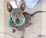 Small #3 Labrador Retriever Mix