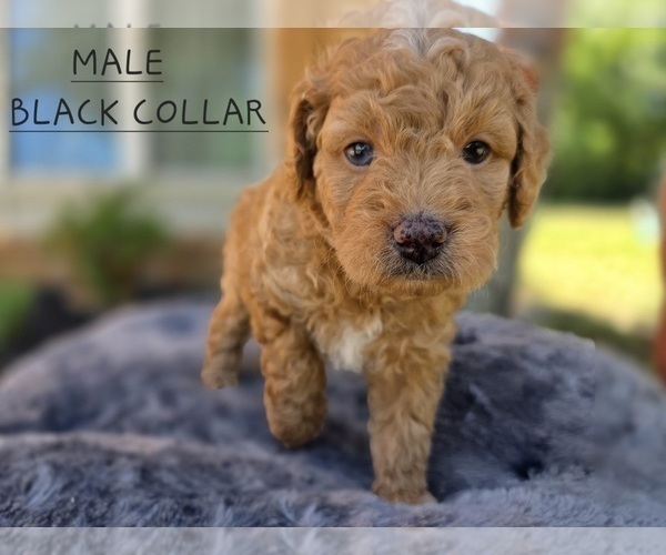 Medium Photo #1 Bernedoodle (Miniature)-Golden Mountain Dog Mix Puppy For Sale in FLOWER MOUND, TX, USA