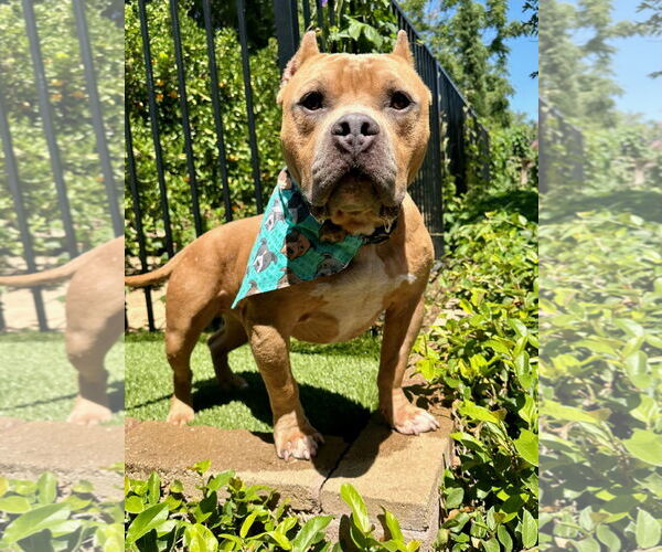 Medium Photo #1 American Staffordshire Terrier-Bulldog Mix Puppy For Sale in Redlands, CA, USA