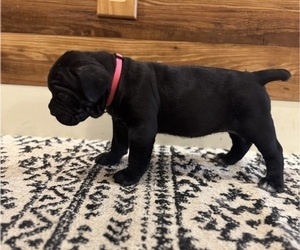 Medium Cane Corso