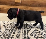 Puppy Sisu Cane Corso