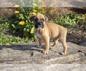 Boxer Puppy for Sale in MILLERSBURG, Ohio USA