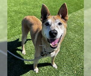 Mutt Dogs for adoption in Salinas, CA, USA